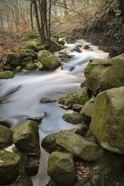 Outono Queda floresta paisagem córrego fluindo através de vibra dourada — Fotografia de Stock