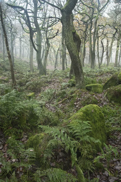 Landschap van woud met dichte mist in herfst herfst — Stockfoto