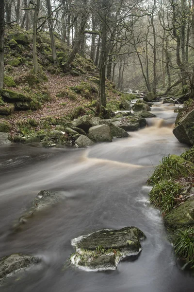 Otoño Otoño bosque paisaje corriente que fluye a través de vibra dorada —  Fotos de Stock