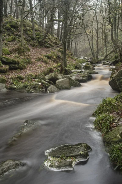 Hösten hösten skog landskap ström flyter genom gyllene vibra — Stockfoto