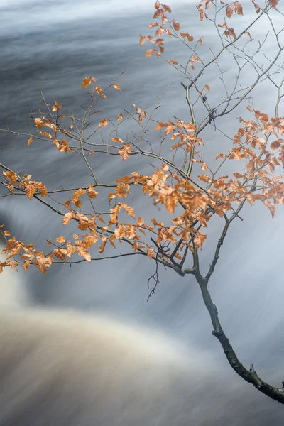 Осенью осенний лесной ландшафтный поток течет сквозь золотую вибру — стоковое фото