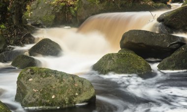 Sonbahar sonbahar orman peyzaj akışı altın titreşim akan
