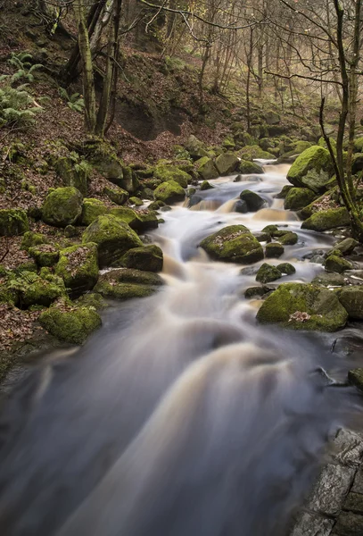 Autumn Fall forest landscape stream flowing through golden vibra — Stock Photo, Image