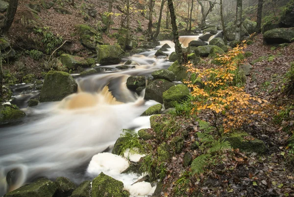 Осенью осенний лесной ландшафтный поток течет сквозь золотую вибру — стоковое фото