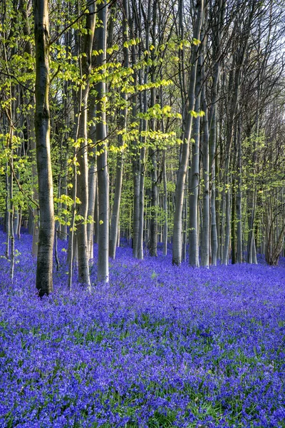 태양 광선 모든 봄 블루 벨 숲에서 아름 다운 아침 — 스톡 사진