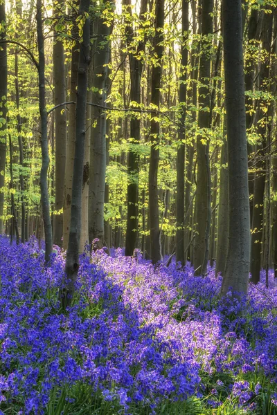 Vacker morgon i våren bluebell skog med solen strålar throu — Stockfoto