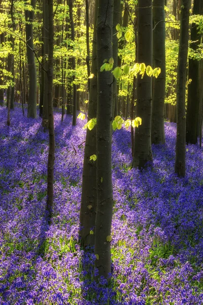 Bela manhã na floresta de bluebell primavera com raios de sol throu — Fotografia de Stock