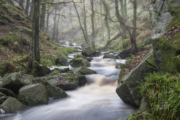 Na podzim podzim Lesní krajina proud protékající zlatou vibrační — Stock fotografie