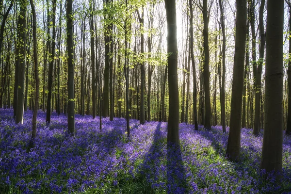 Bluebell çiçekler bahar orman peyzaj çarpıcı — Stok fotoğraf