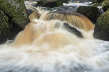 Sonbahar sonbahar orman peyzaj akışı altın titreşim akan