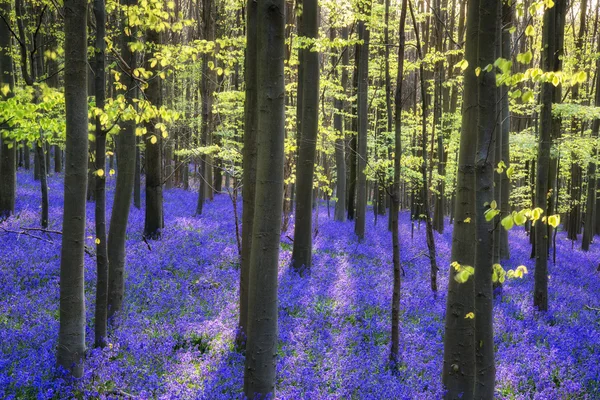 太陽ビーム throu を春ブルーベル フォレストの美しい朝 — ストック写真