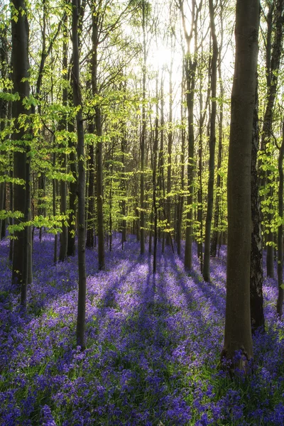 Bela manhã na floresta de bluebell primavera com raios de sol throu — Fotografia de Stock