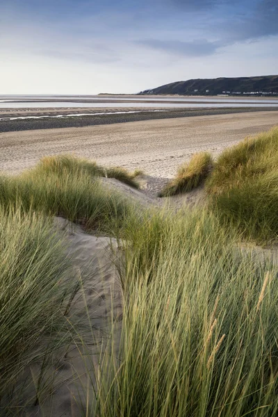 Sommarkväll liggande vy över gräsbevuxna sanddynerna på stranden — Stockfoto