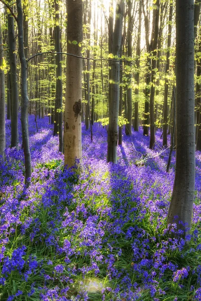 Beautiful morning in Spring bluebell forest with sun beams throu — Stock Photo, Image