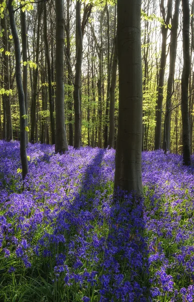 Belle matinée dans la forêt de Bluebell printemps avec rayons de soleil throu — Photo