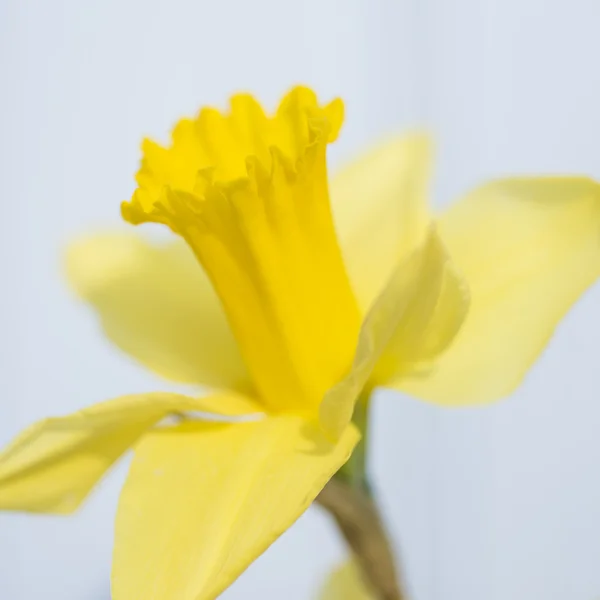 Krásná svěží jarní Narcis makro zblízka obraz — Stock fotografie
