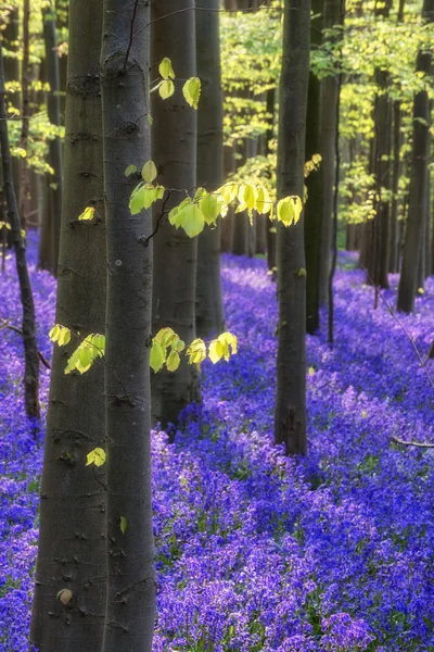 Bella mattina in primavera foresta di BlueBell con raggi di sole throu — Foto Stock