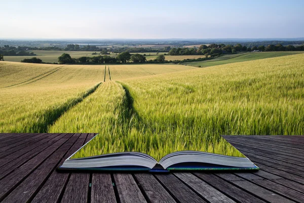 Hermoso campo de trigo paisaje en la luz del sol brillante verano incluso en — Foto de Stock