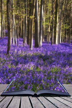 Creative concept image Stunning bluebell flowers in Spring fores clipart