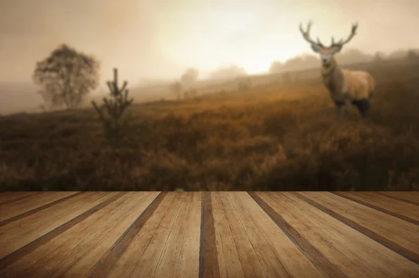 Foggy misty Autumn forest landscape at dawn with red deer stag w — Stock Photo, Image