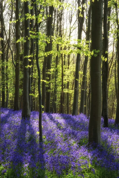 봄 숲 풍경에 멋진 블루 벨 꽃 — 스톡 사진