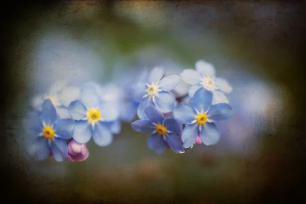 Vibrant forget-me-not Spring flowers with textured and vignette — Stock Photo, Image