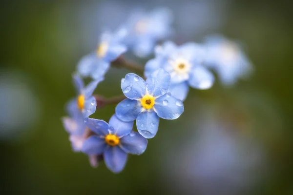 Canlı unutma bahar çiçekleri ile sığ derinlik-in tarla — Stok fotoğraf