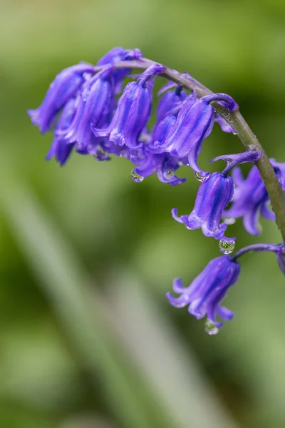 Frische Frühling Blauglockenblume Makrobild — Stockfoto