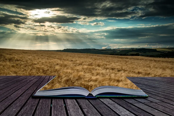 Impresionante campo paisaje campo de trigo en verano atardecer conc —  Fotos de Stock