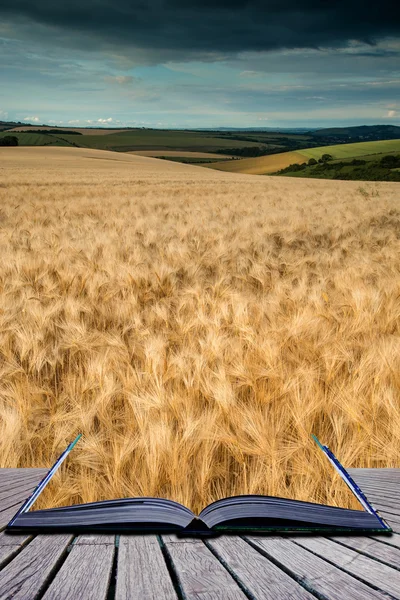 Atemberaubende Weizenfeld-Landschaft unter sommerlich stürmischem Sonnenuntergang Himmel co — Stockfoto