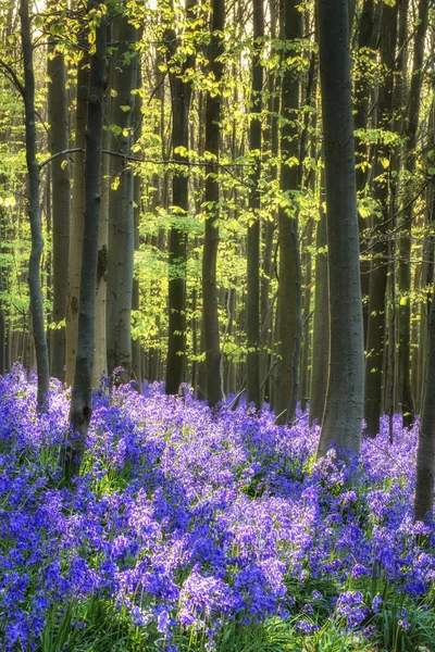 Όμορφο πρωινό στο δάσος bluebell άνοιξη με τον ήλιο ακτίνες throu — Φωτογραφία Αρχείου