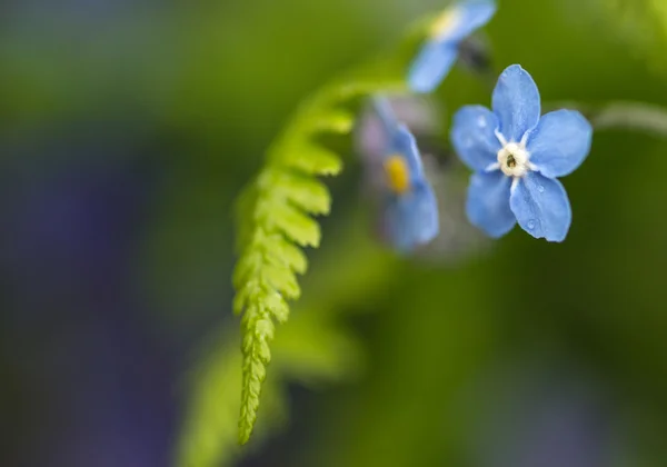 Vibrante esquecer-me-não Flores de primavera com profundidade rasa de campo — Fotografia de Stock