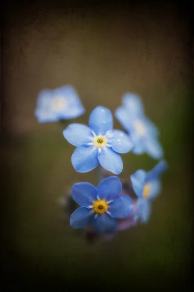 Vibrante forget-me-not Flores de primavera con textura y viñeta — Foto de Stock