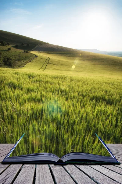 Güzel manzara buğday alan aydınlık yaz güneş ışığı evenin içinde — Stok fotoğraf