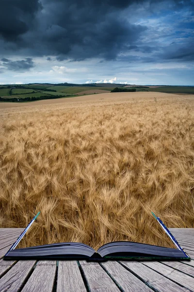 Splendido paesaggio di campagna campo di grano in estate tramonto conc — Foto Stock