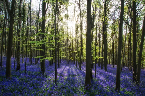 Vacker morgon i våren bluebell skog med solen strålar throu — Stockfoto