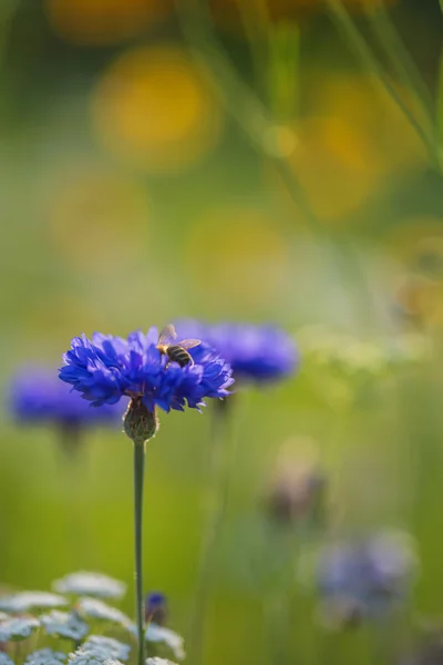 Васильковый цветок летом загрязняется шмелем — стоковое фото