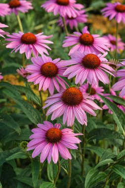 Coneflower Rubinstern echinacea purpurea yaz çiçek