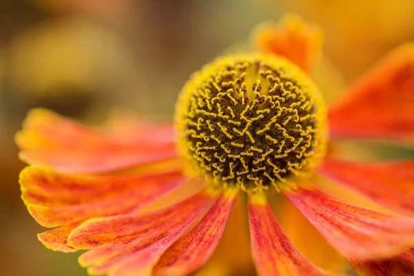 Macro afbeelding Black Eyed Susan Summer bloem Rudbeckia Hirta — Stockfoto