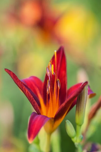 Macro image de fleur de lys rouge vif — Photo