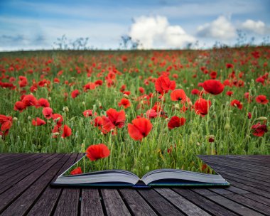 güzel haşhaş alan manzara ile dramatik gökyüzü günbatımı sırasında 