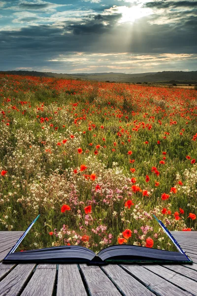 Splendido paesaggio campo di papavero in estate luce del tramonto concettuale — Foto Stock