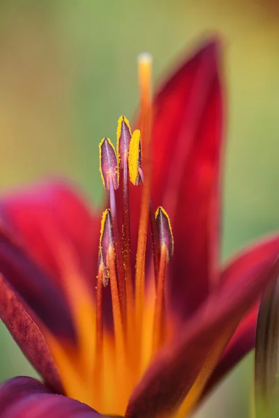 Macro image of vibrant red lily flower — Stock Photo, Image