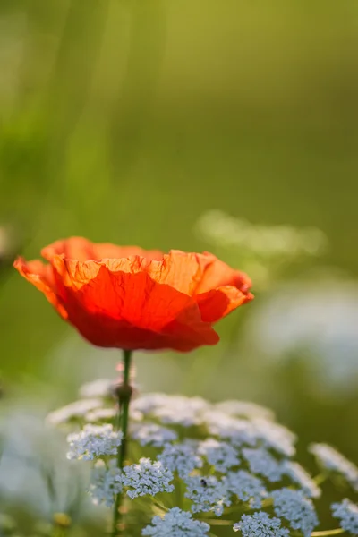 Beautiful poppy image for Rememberence Day — Stock Photo, Image