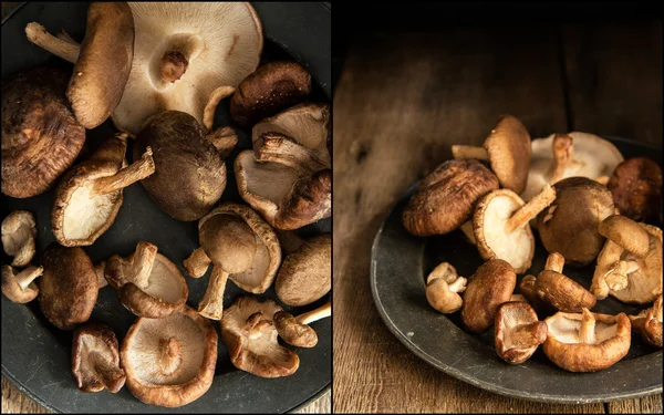 Compilation of images of Fresh shiitake mushrooms in moody natur — Stock Photo, Image