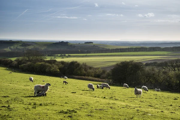 Beauitful landscape image of newborn Spring lambs and sheep in f — Stock Photo, Image