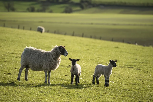 Beauitful landscape image of newborn Spring lambs and sheep in f — Stock Photo, Image