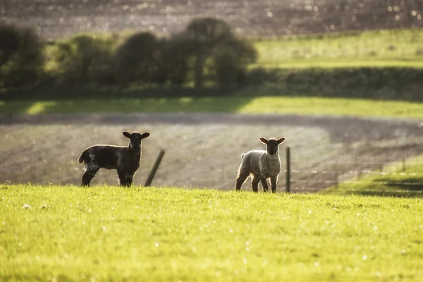 Hermosa imagen de paisaje de corderos recién nacidos y ovejas de primavera en f — Foto de Stock