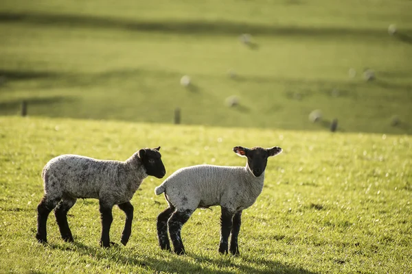 Beauitful landscape image of newborn Spring lambs and sheep in f — Stock Photo, Image