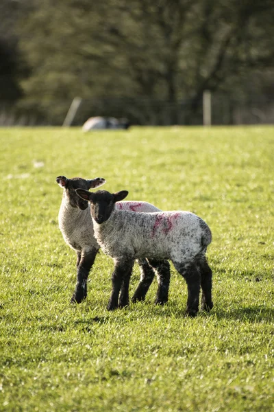 Beauitful landscape image of newborn Spring lambs and sheep in f — Stock Photo, Image